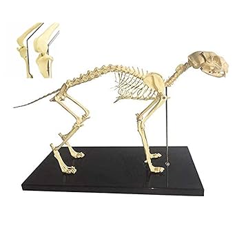 【新品未使用】Elenco 猫の全身骨格模型 Amazon.co.jp: 猫の骨格モデル 40X20x30cm ペットの猫の骨 動物
